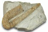 Cretaceous Ammonoid Cephalopod (Hamulina) Fossil - France #251774-1